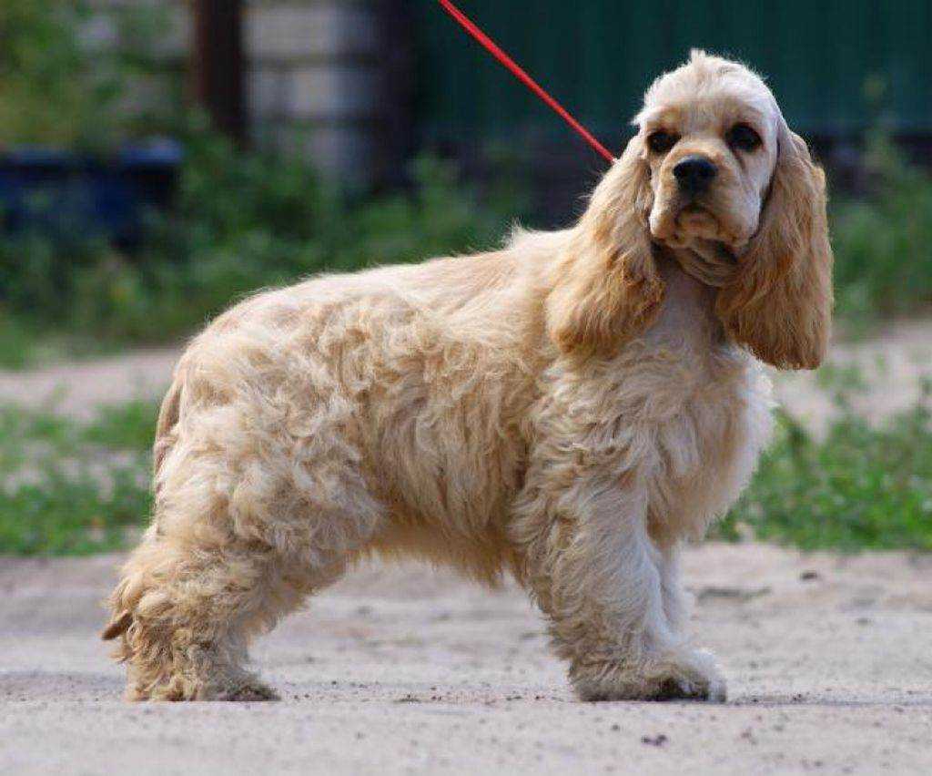 Американский кокер-спаниель: отзывы владельцев, фото wikipet.ru