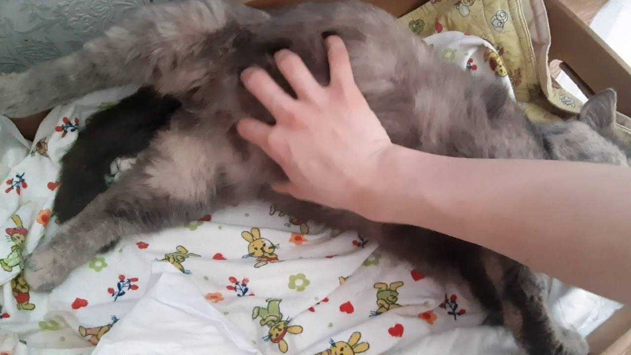 Как узнать, что кошка рожает - wikihow