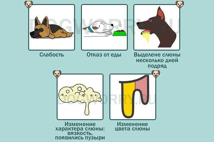 У собаки текут слюни и частое дыхание вялость — о животных на чистоту