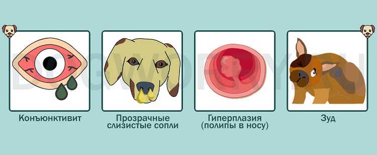 Собака чихает. что делать
собака чихает. что делать