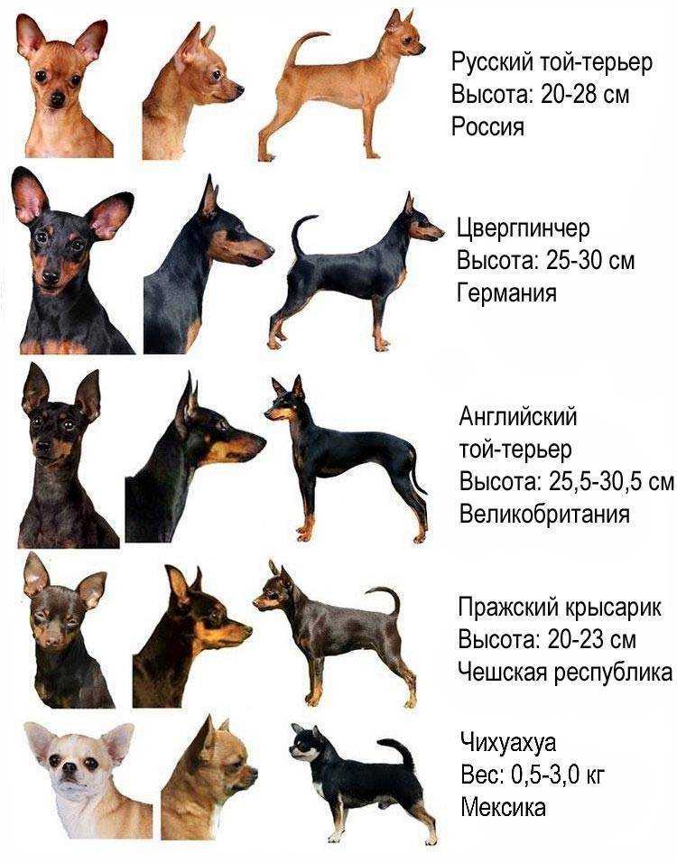 Какие бывают виды терьеров?
