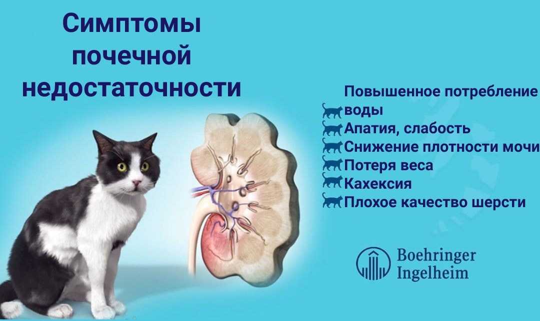 Геморрой у кота – как лечить в домашних условиях: симптомы, лечение болезни у котят и взрослых кошек