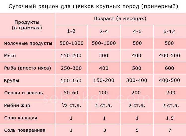 Чем кормить щенка в 2 месяца: составляем идеальное меню в домашних условиях