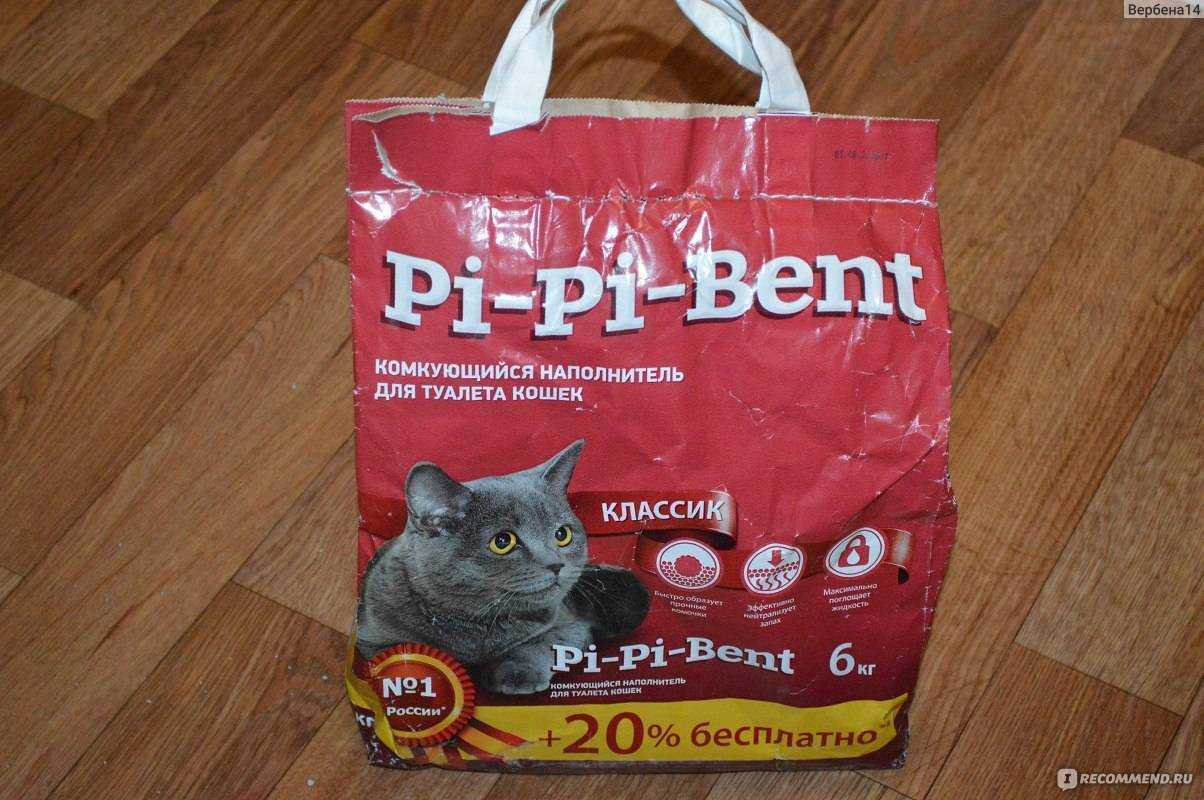 Котёнок ест наполнитель для туалета – что делать?