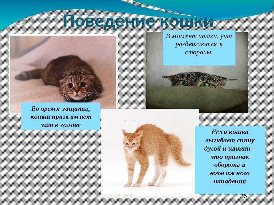 Как сделать так, чтобы ваша кошка не мочилась на ковер