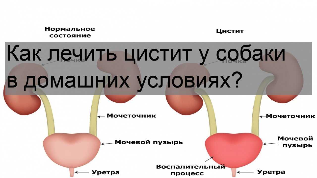 Мочекаменная болезнь у собак: симптомы, причины и лечение, диетическое кормление, профилактика появления камней в мочевом пузыре у собаки