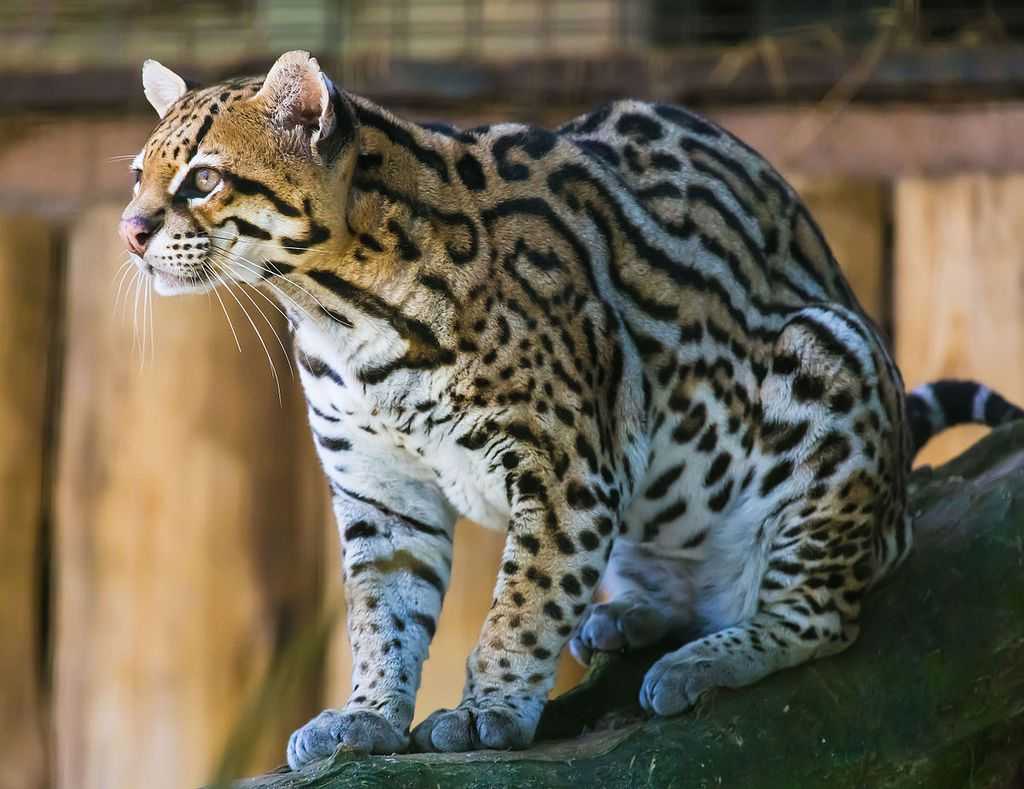 Самые опасные породы домашних кошек