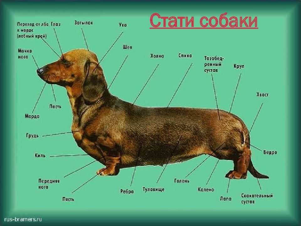 Такса | собакопедия вики | fandom