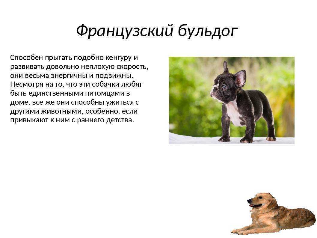 Французский бульдог: характеристика, плюсы и минусы