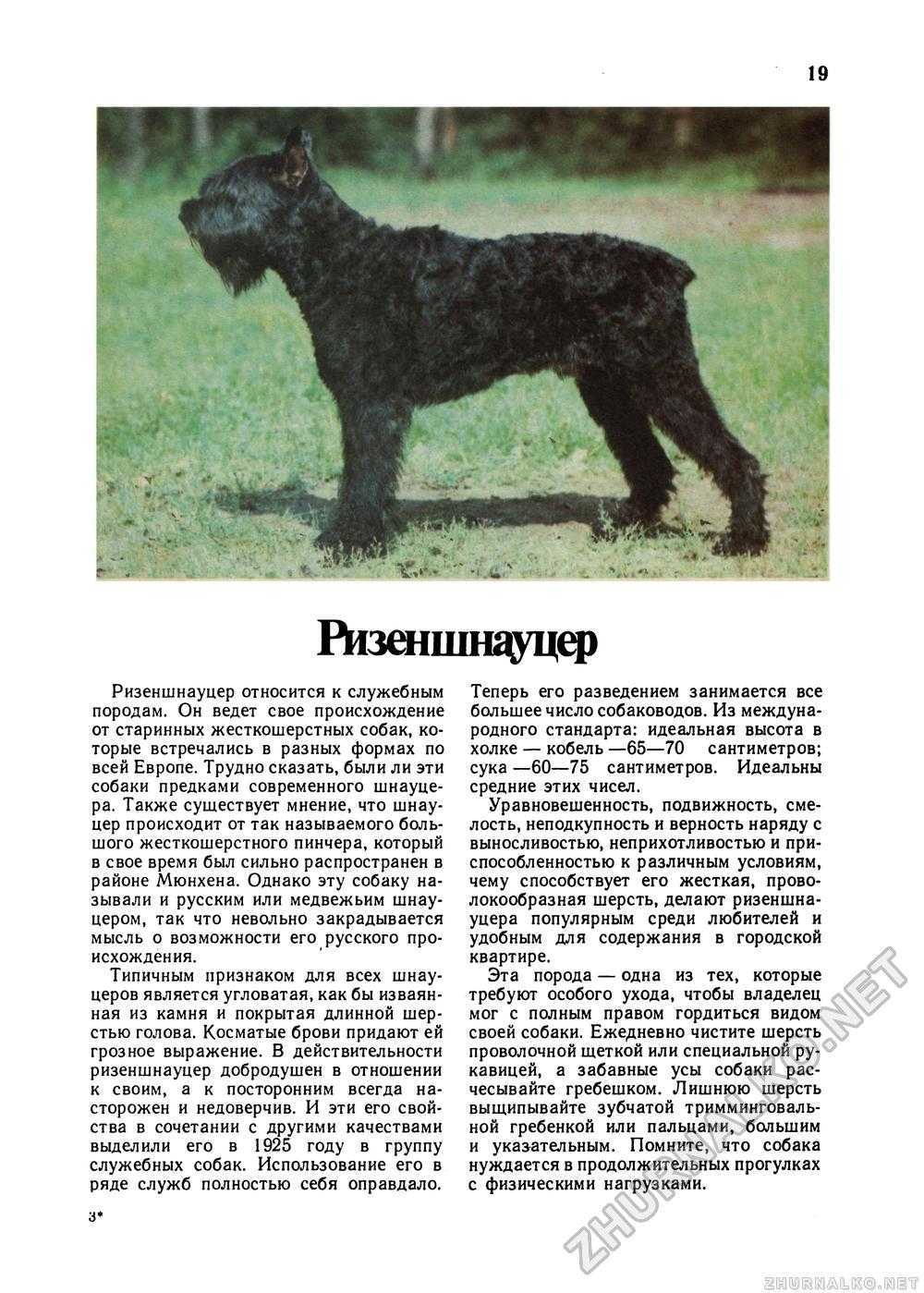 Собака ризеншнауцер: особенности породы, характера, воспитания