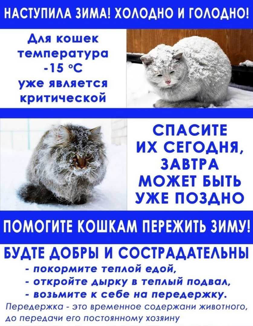 Настоящий сибирский кот: характер, повадки, здоровье - мир кошек