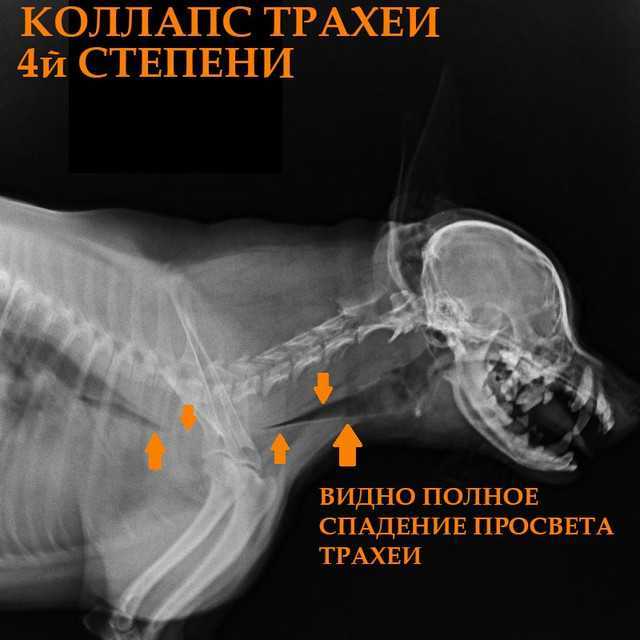 Как лечить питомниковый кашель у собак?