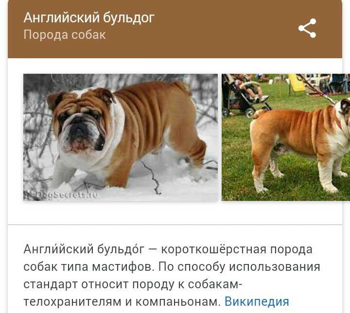 Английский бульдог: история, внешний вид, содержание и уход (+ фото)
