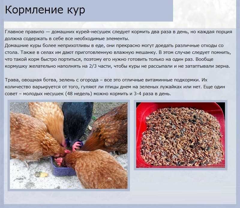 Можно ли кошкам яйца: польза и вред, когда можно и сколько яиц давать коту