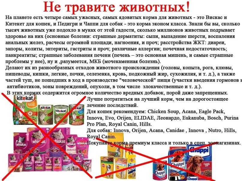 Можно ли кормить собаку кошачьим кормом: советы