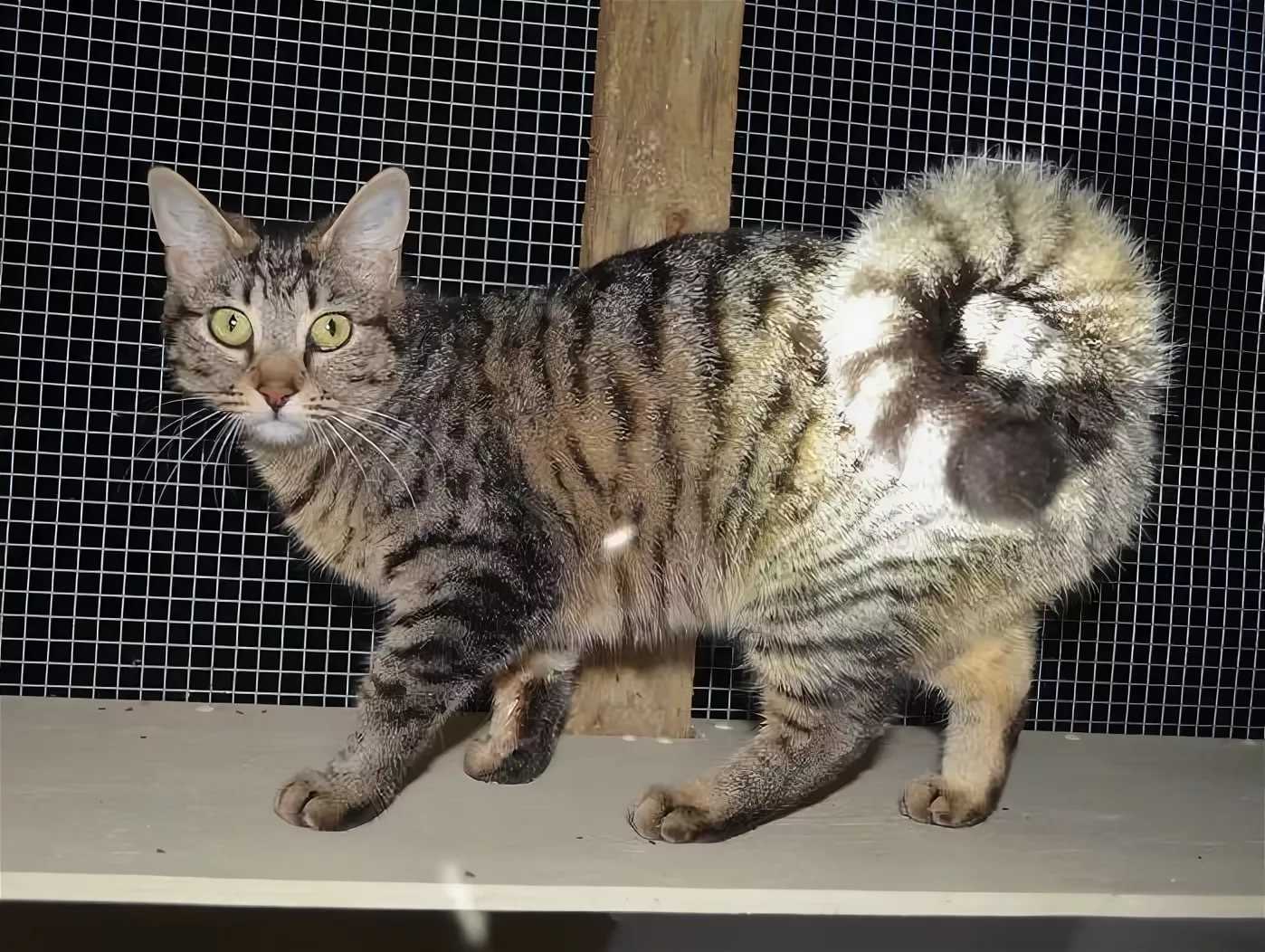 Кошка с хвостом бубликом