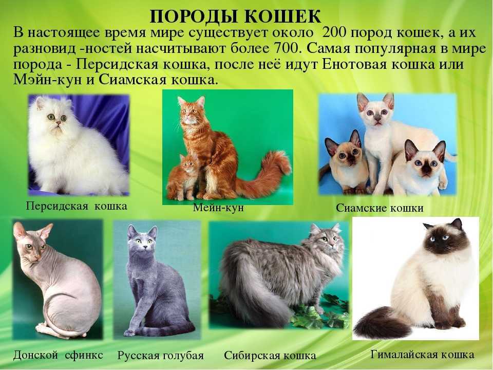 Кошка