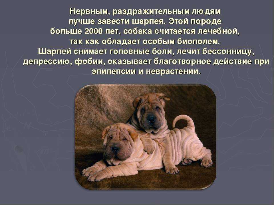 Шарпей: описание породы, уход и содержание, характер, фото и видео