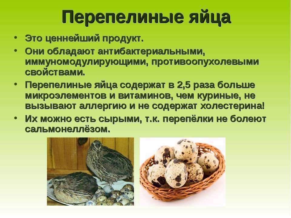 9 субпродуктов для собаки: инструкция для новичка