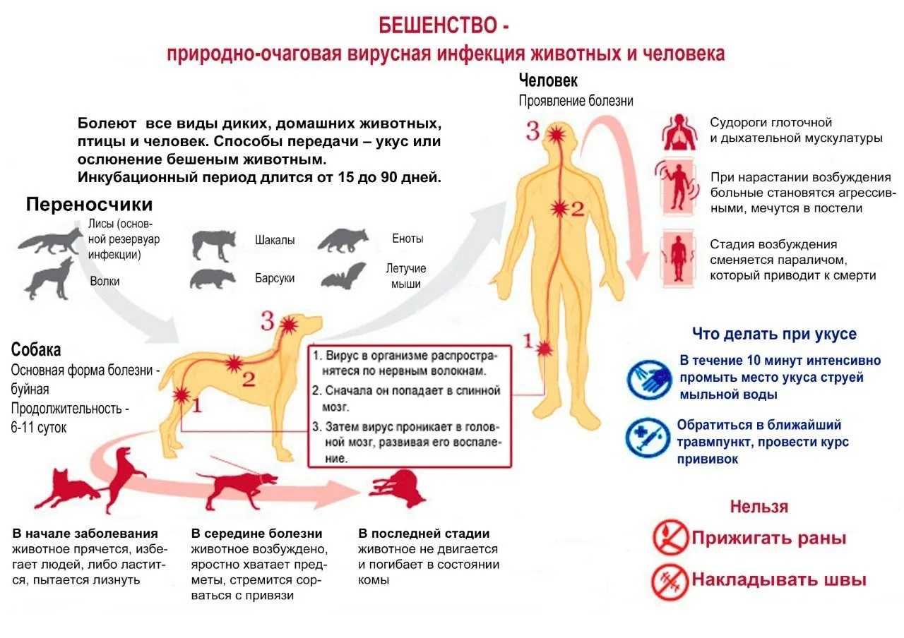 Причины появления прыщей у собак у щенков и взрослых особей, диагностика