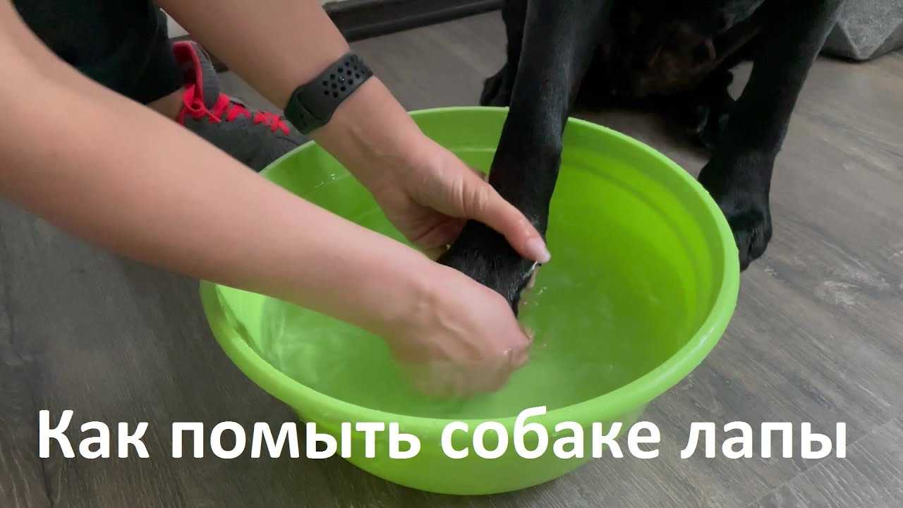Как помочь собаке в жару, уход за лапами и шерстью, прогулки летом
