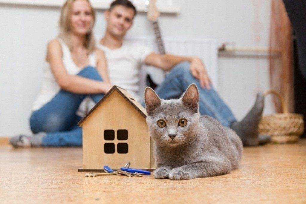 Какую кошку лучше завести в квартире
