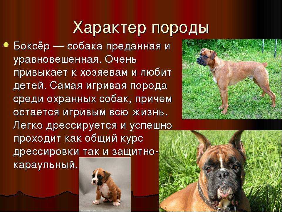 Основы зоопсихологии собак: эмоции животного и отношения с человеком