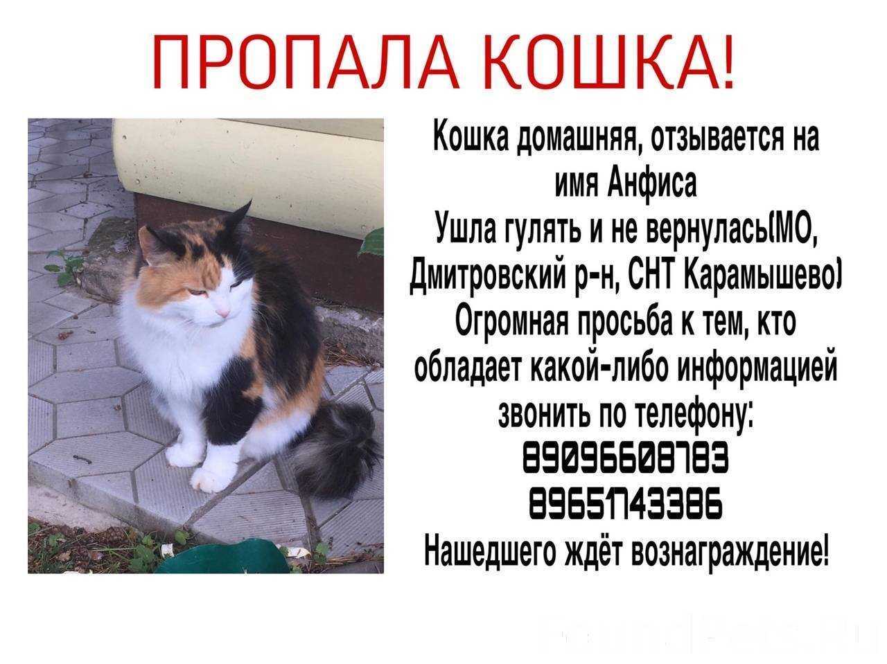 Кот спрятался в квартире и не отзывается или убежал из дома и потерялся на улице – как его найти, если он всего боится?