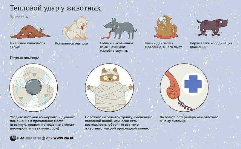 Определение состояния собаки | ветклиника кибела
