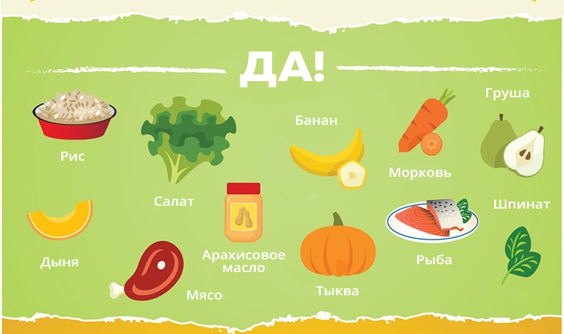 Разрешается ли давать собаке кушать арбузы: запреты по породам питомцев