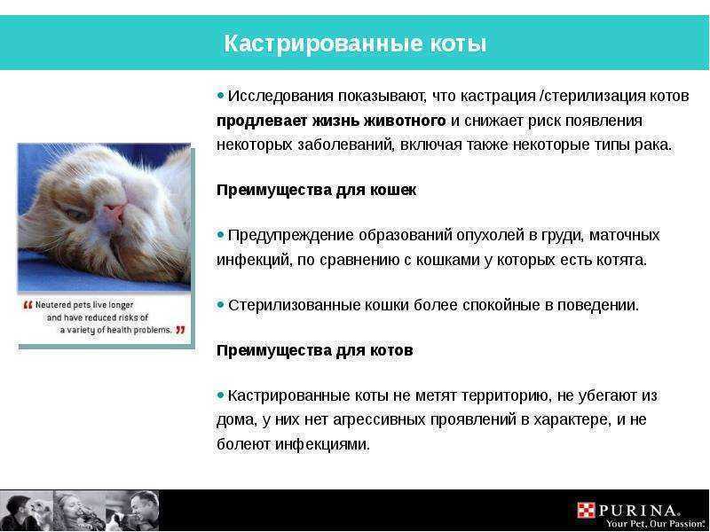 3 вида воротников для кота, которые можно сделать своими руками