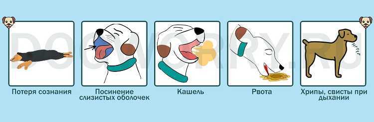 Собака тяжело и часто дышит с открытым ртом, высунув язык: причины учащенного дыхания и лечение