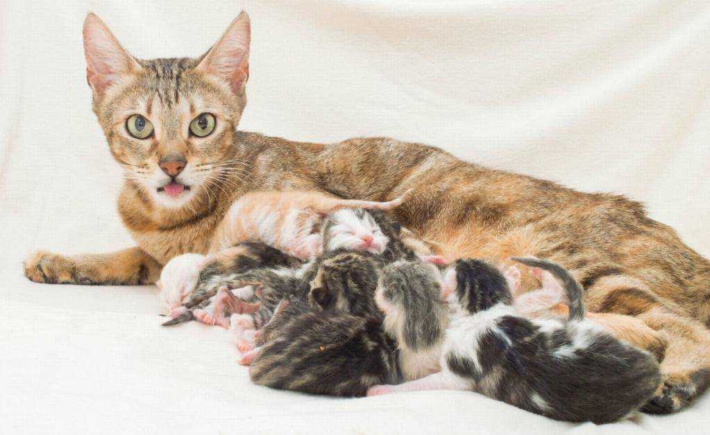 Сколько котят может родить кошка в первый раз?