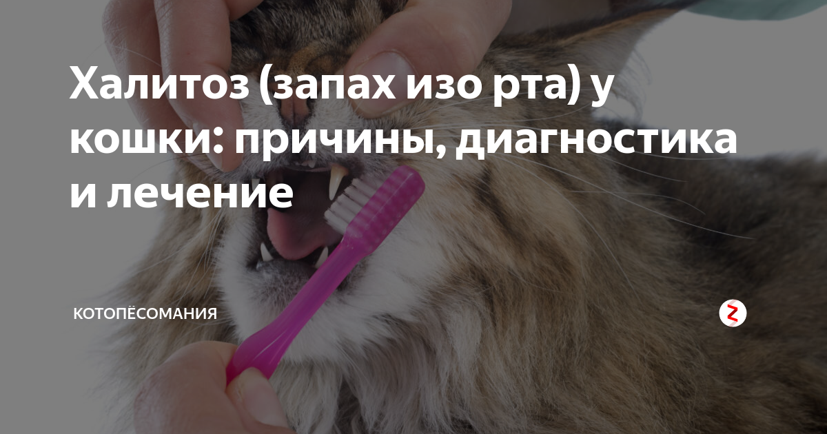 Запах изо рта у кошки: причины появления, возможные заболевания, что делать, если у кота пахнет изо рта тухлятиной