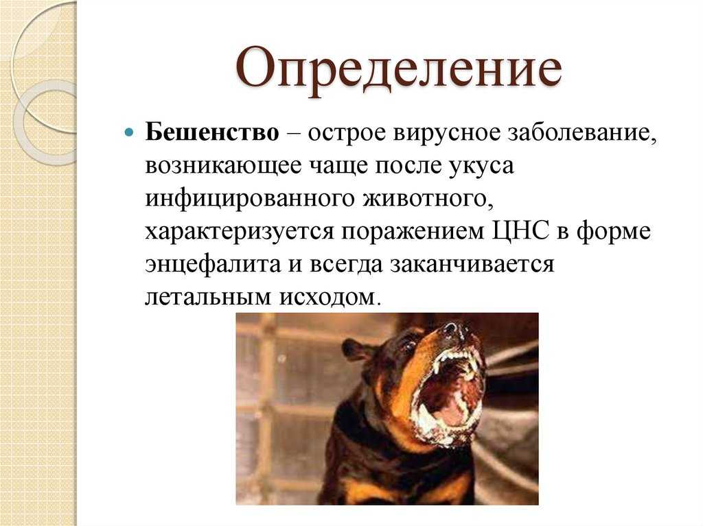 Симптомы и первые признаки бешенства у собак