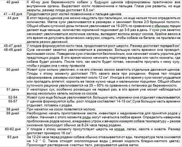 Как понять, что собака беременна: значимые симптомы и таблица изменений | звери дома