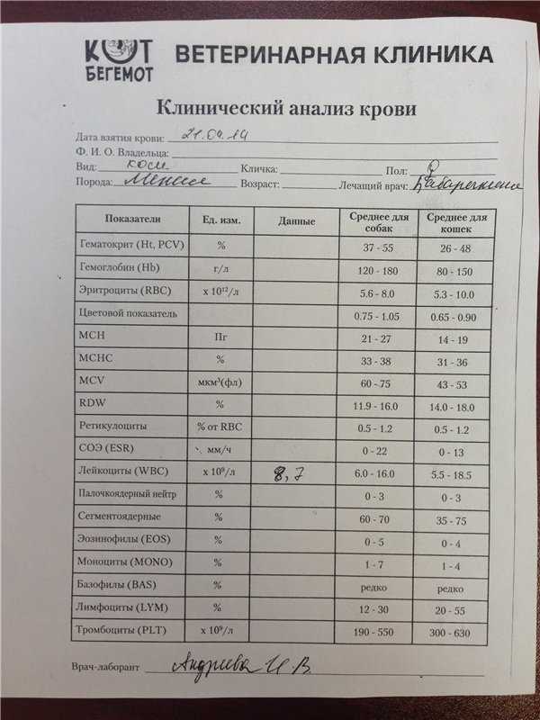 Анализы кошкам: интерпретация результатов