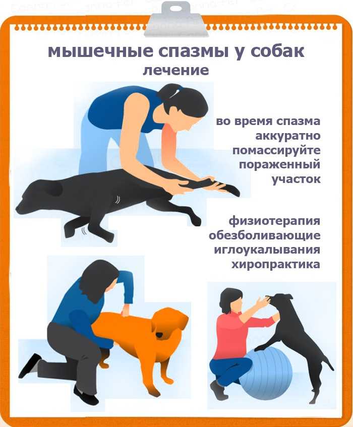 Эпилепсия у кошек: лечение, как прекратить приступы, препараты