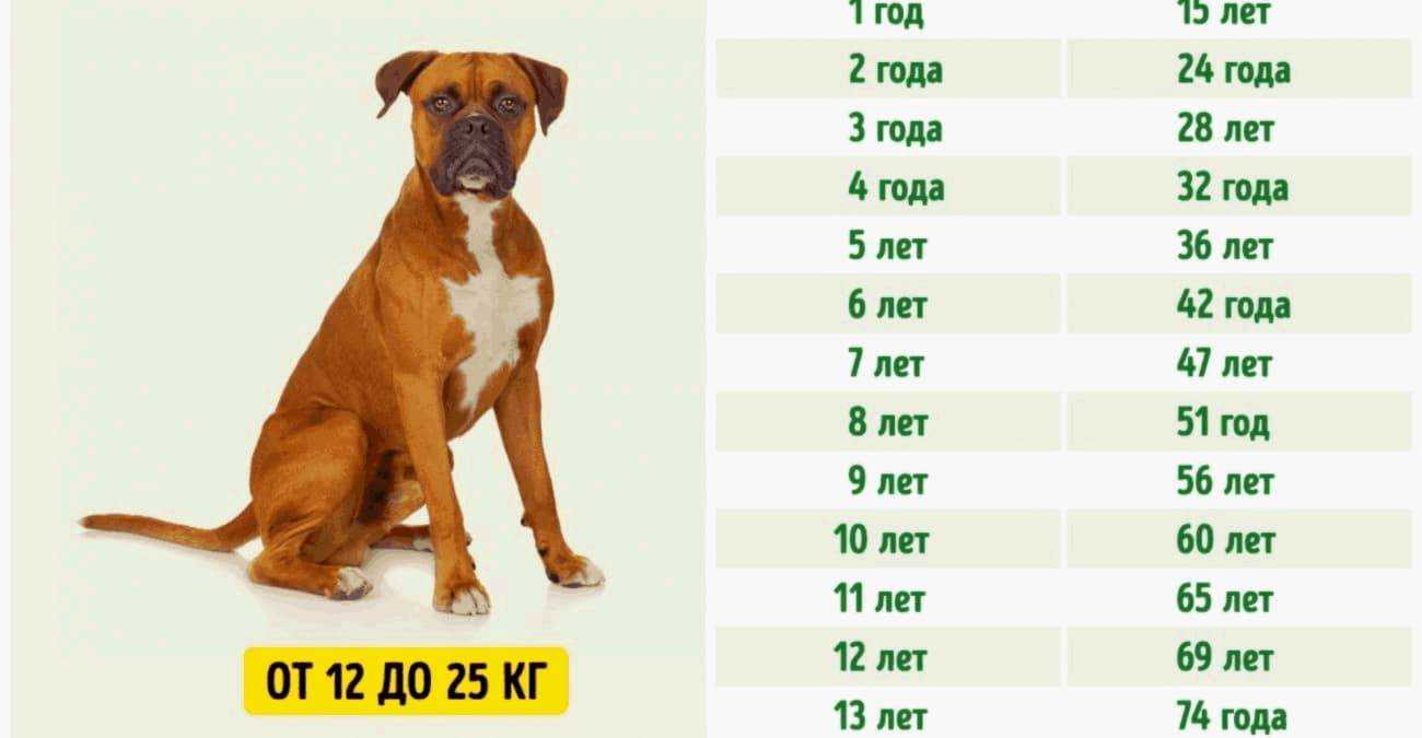 5 пород с самой короткой продолжительностью жизни