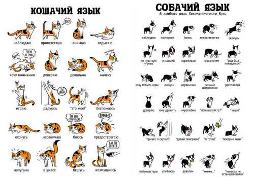 Как понимать кошку и общаться с ней: словарь-переводчик кошачьих звуков и жестов хвоста