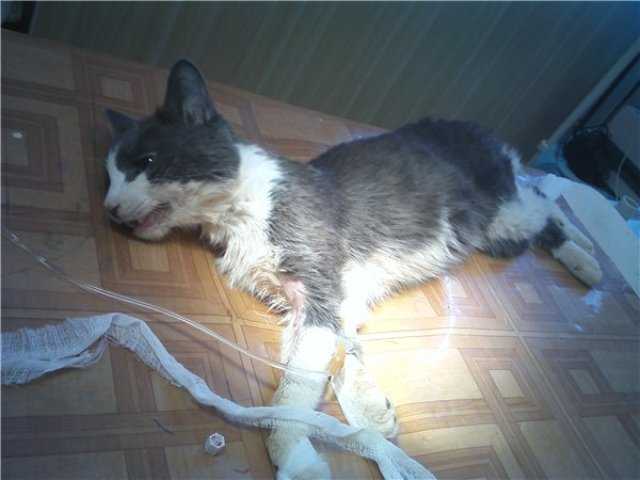 Почему кошка не пьет воду, причины и решения проблемы, видео инструкция