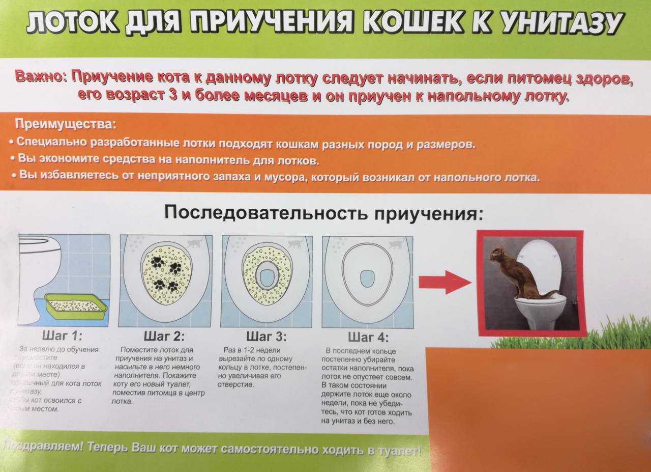 Как приучить кота к унитазу в домашних условиях