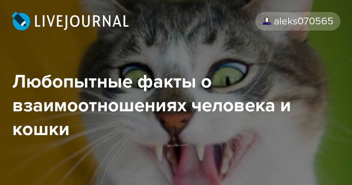 Кошка | котопедия | fandom