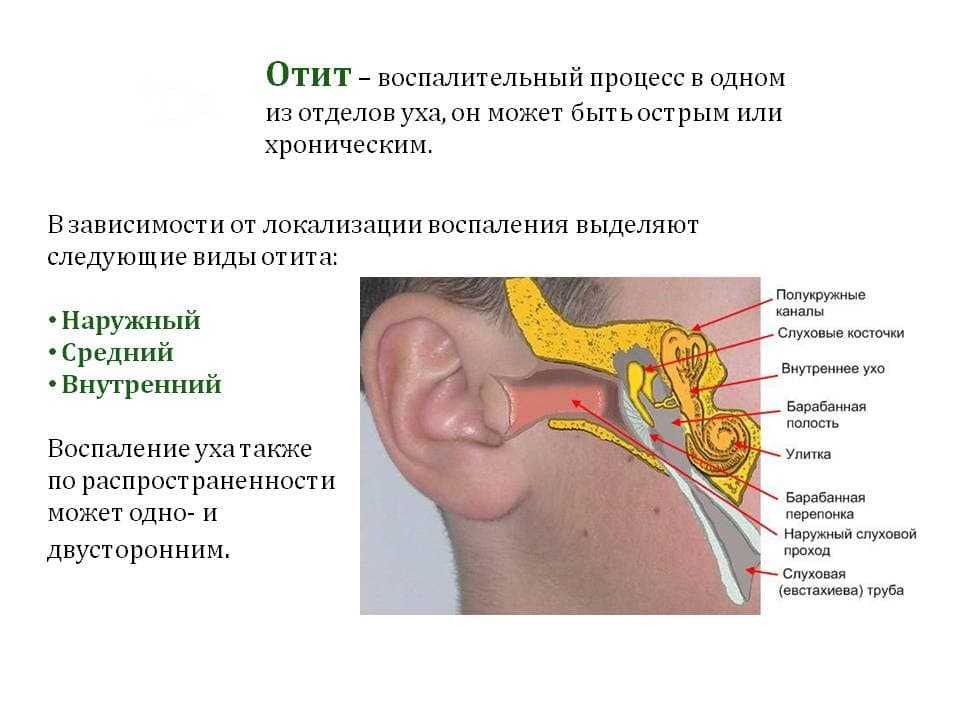 Отит у кошки: методы лечения в домашних условиях