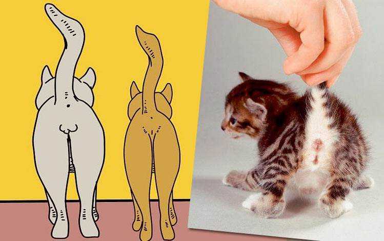 Как отличить кота от кошки