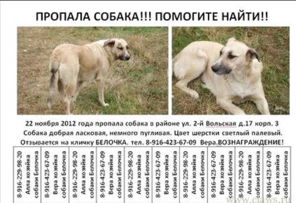 Сколько лет живут собаки разных пород и размеров