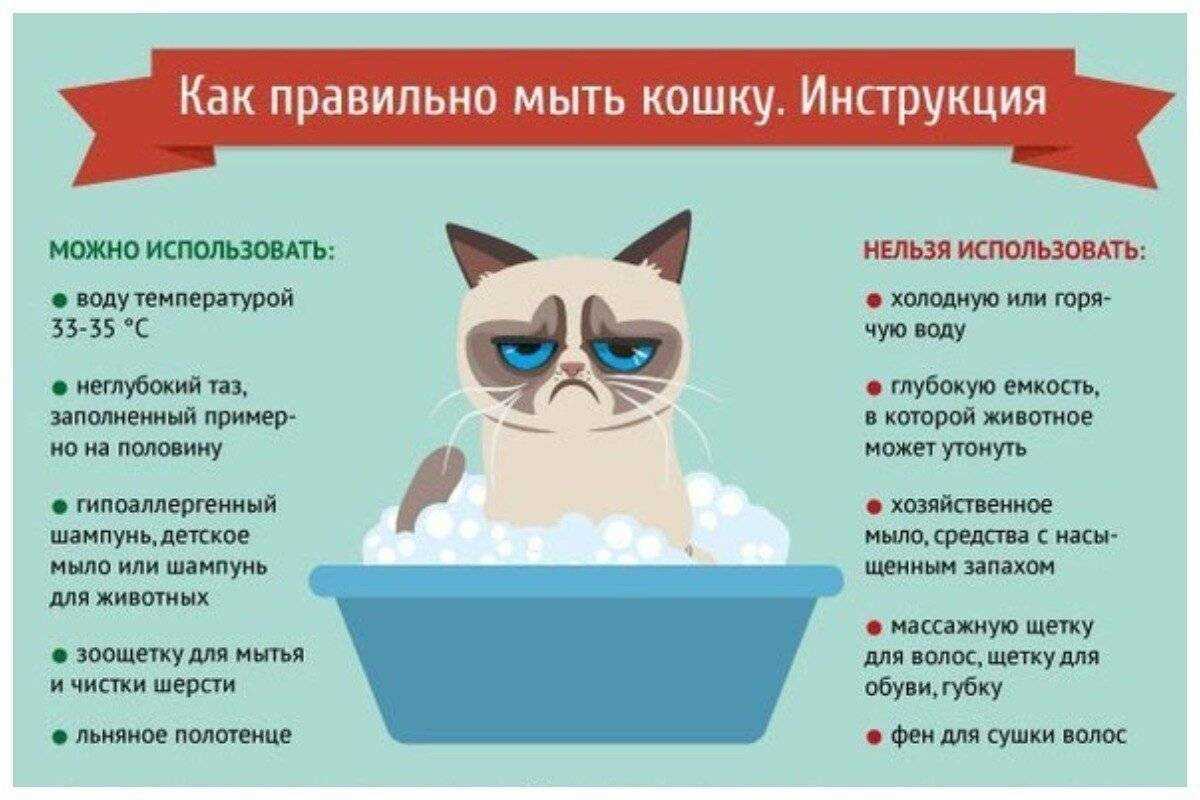 Купание кошки входит в перечень гигиенических процедур Оптимальным временем для проведения первой процедуры считается возраст после смены молочных зубов у котят