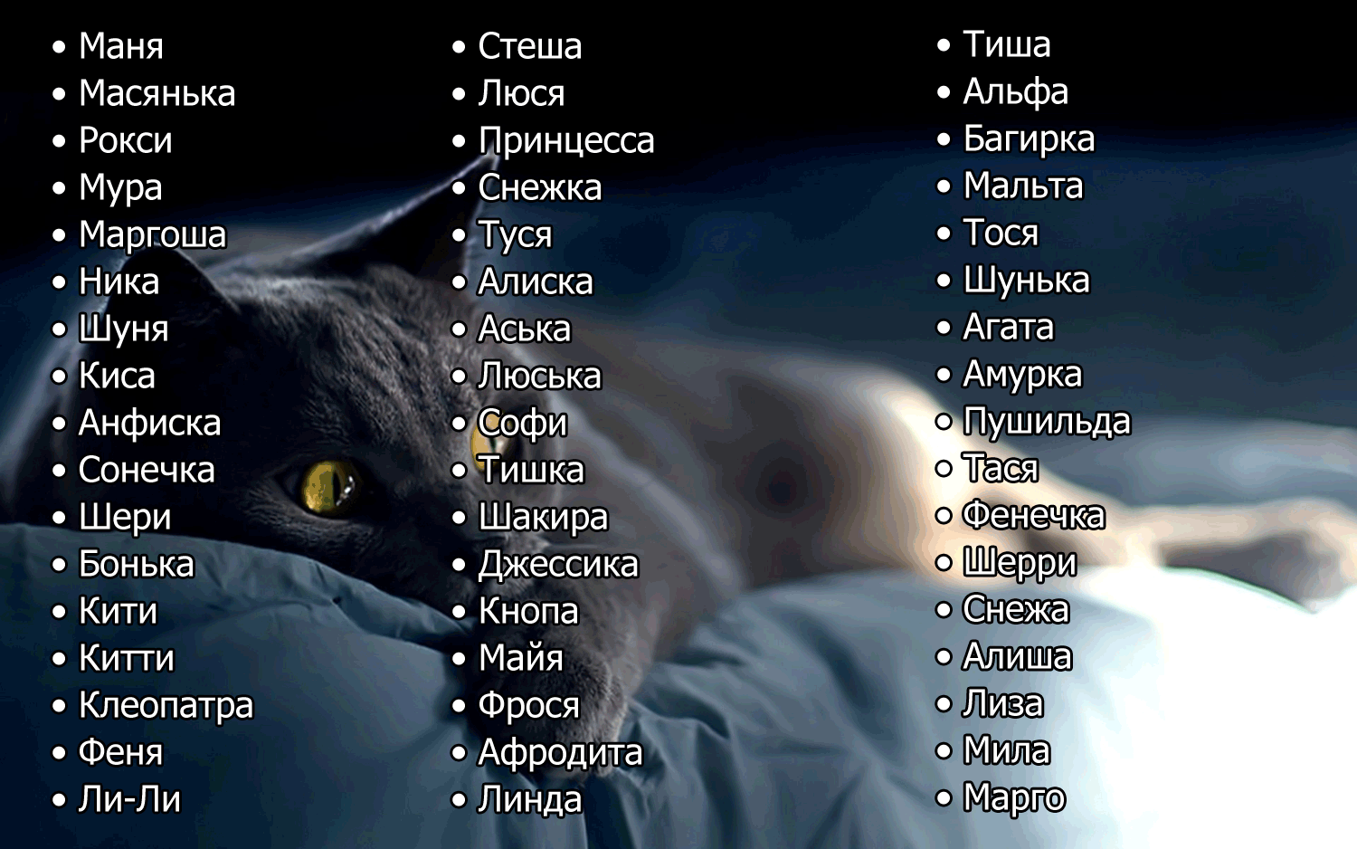 Как выбрать кличку для котенка-мальчика: с учетом характера, окраса и других критериев, варианты по алфавиту