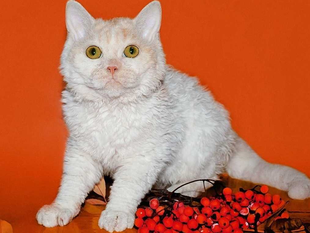 Кошки породы селкирк-рекс или кудрявая кошка - все о породах кошек с описанием, фотографиями и названиями.все о породах кошек с описанием, фотографиями и названиями.