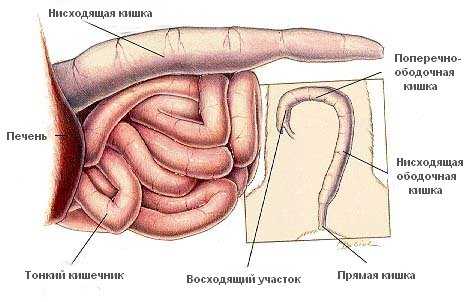 Гастрит у кошек: причины, симптомы, диагностика и лечение, осложнения, профилактика | блог ветклиники "беланта"